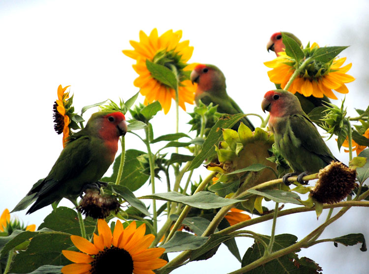 Lovebirds in sunflowers